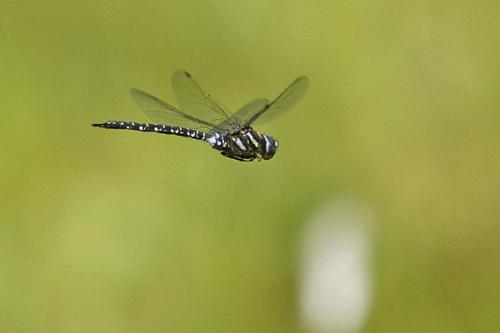 Aeshna subarctica