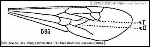 Réf. 60 222 : Colpa sexmaculata