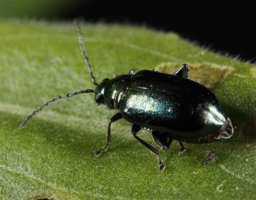 Réf. 60 056 : Altica sp.