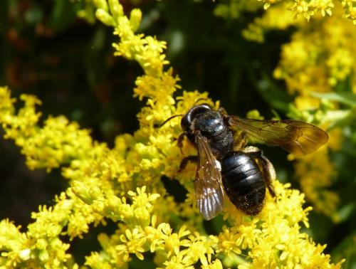 Andrena pilipes