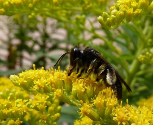 Andrena pilipes