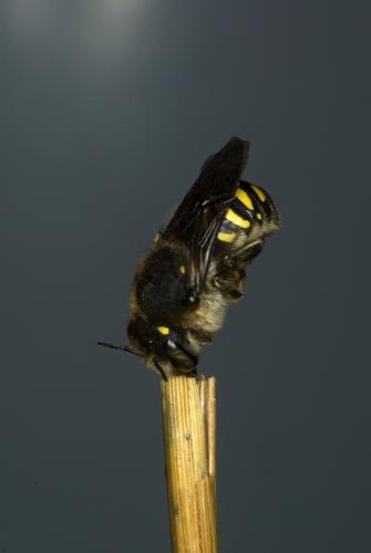 Anthidium septemspinosum