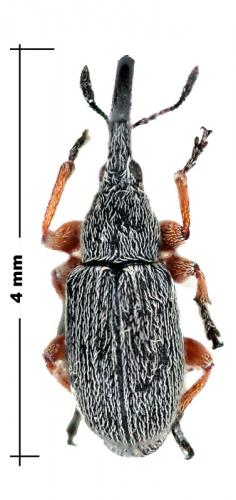 Rhopalapion sp.