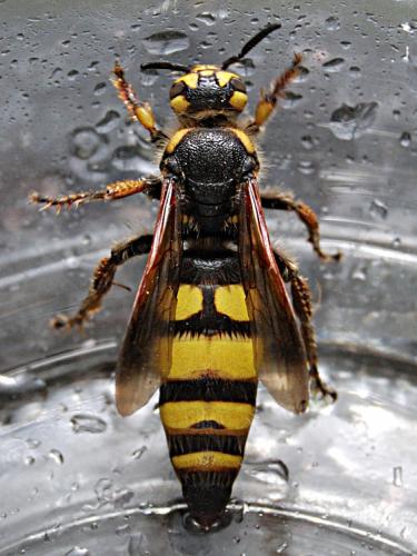 Colpa sexmaculata