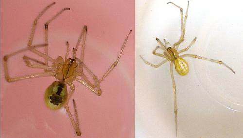 Réf. 60 757 : Enoplognatha sp.
