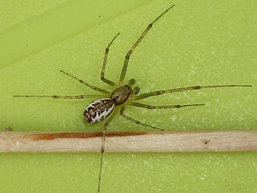 Réf. 60 700 : Linyphia triangularis