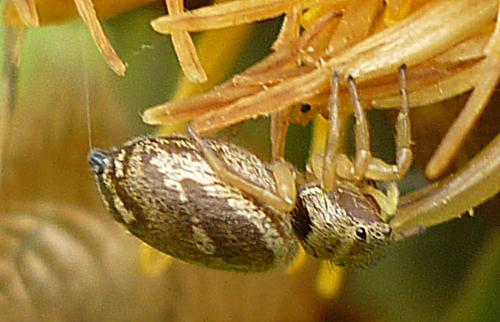 Réf. 60 701 : Heliophanus tribulosus