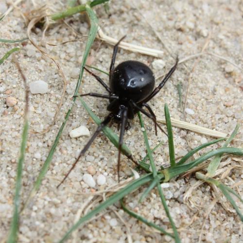 Steatoda grossa