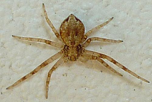 Philodromus sp.
