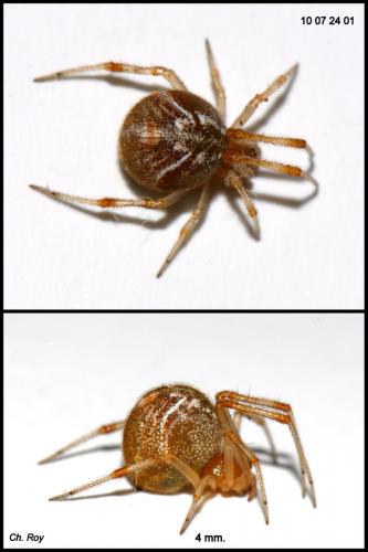 Parasteatoda lunata