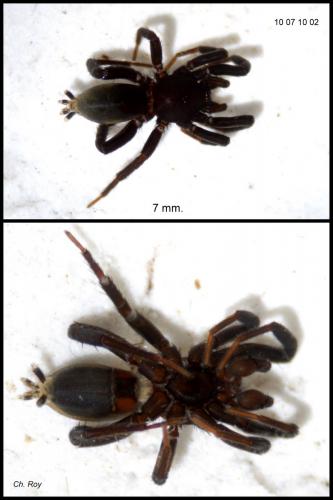 Drassyllus praeficus