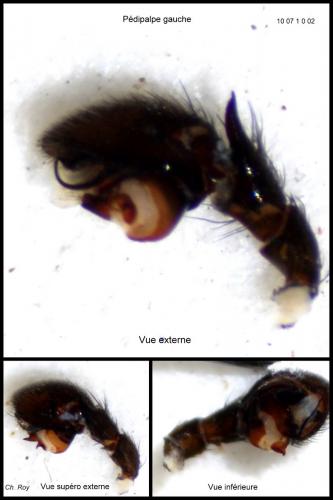 Drassyllus praeficus