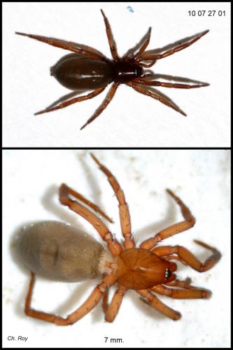 Zelotes tenuis