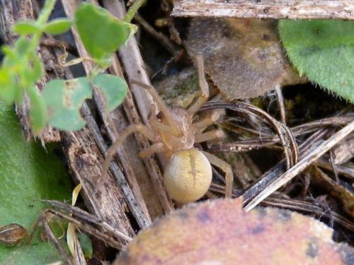 Réf. 60 227 : Cheiracanthium mildei