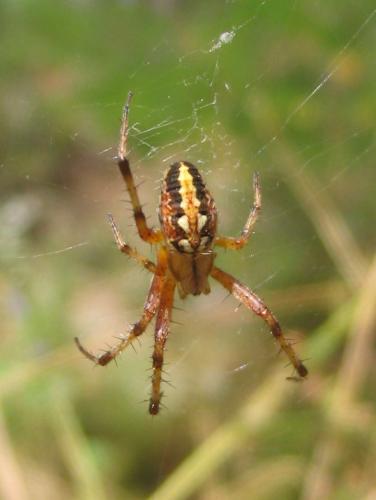 Neoscona adianta