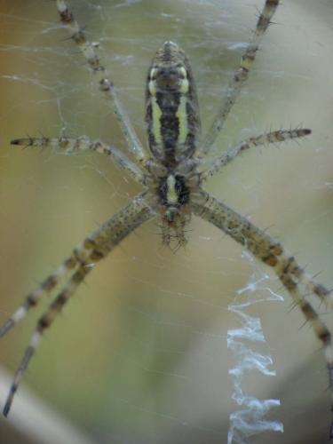 Réf. 60 973 : Argiope bruennichi