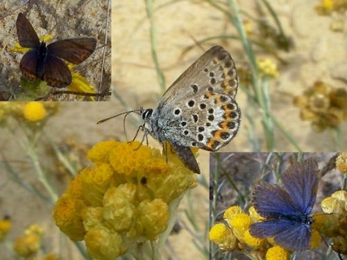 Plebejus sp.