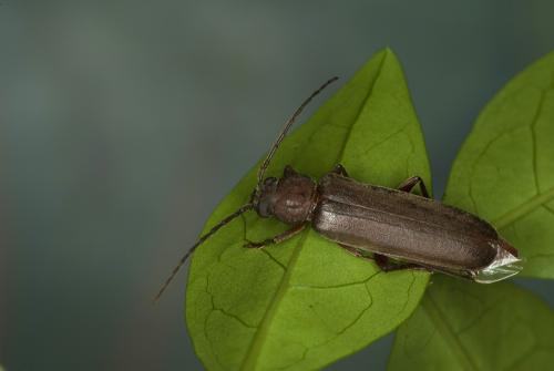 Arhopalus rusticus