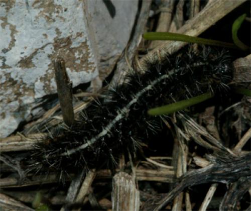Réf. 60 160 : Coscinia cribraria