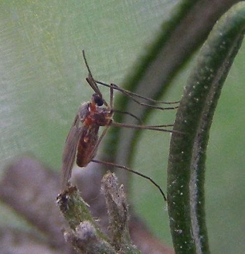 Asphondylia rosmarini