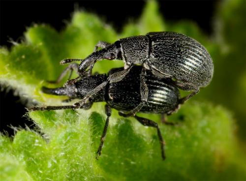 Réf. 60 057 : Aspidapion sp.