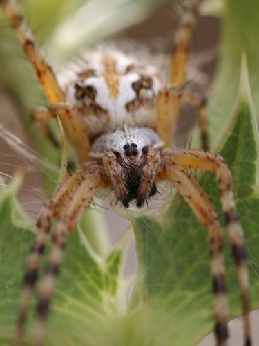 Aculepeira armida