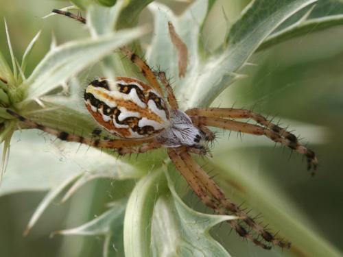 Réf. 60 199 : Aculepeira armida