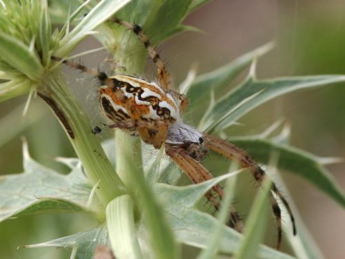 Aculepeira armida