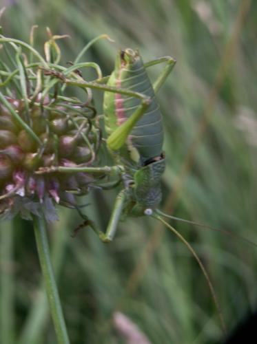 Uromenus rugosicollis