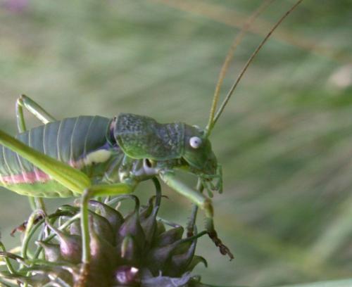Réf. 60 034 : Uromenus rugosicollis