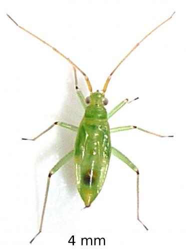 Blepharidopterus angulatus