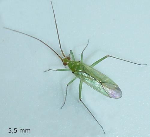 Blepharidopterus angulatus