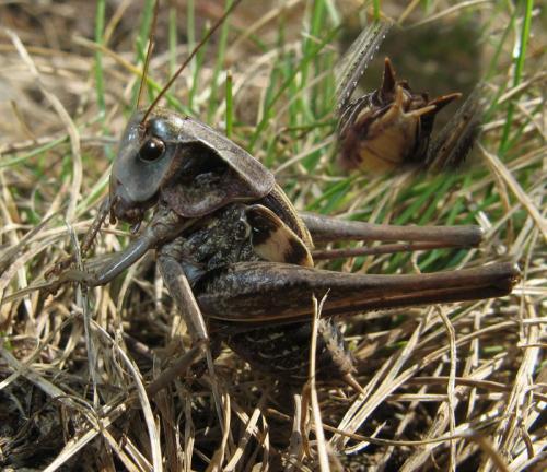 Réf. 60 727 : Decticus verrucivorus verrucivorus