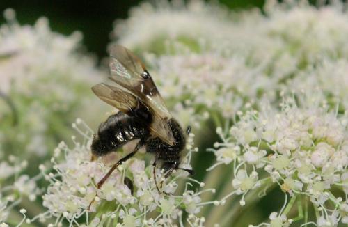 Abia fasciata