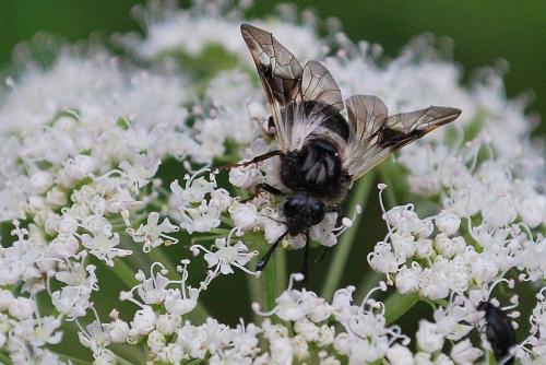 Abia fasciata