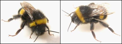 Bombus sp.