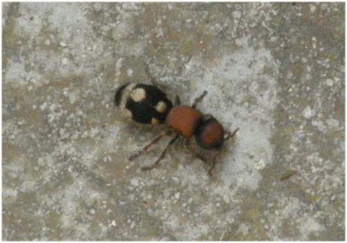 Réf. 60 422 : Ronisia brutia