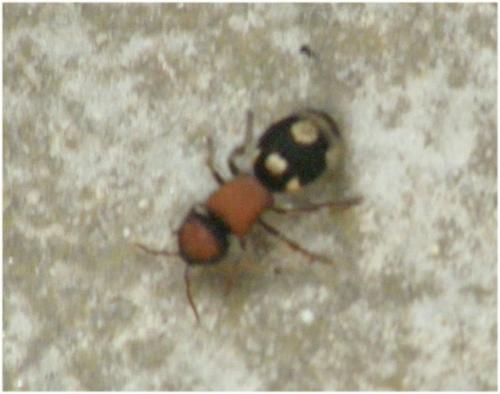 Réf. 60 423 : Ronisia brutia