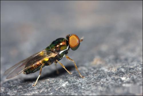 Réf. 60 061 : Microchrysa flavicornis