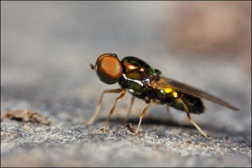 Réf. 60 062 : Microchrysa flavicornis