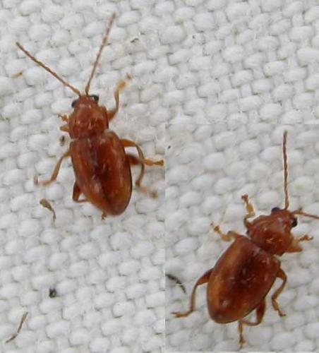 Réf. 60 972 : Neocrepidodera sp.