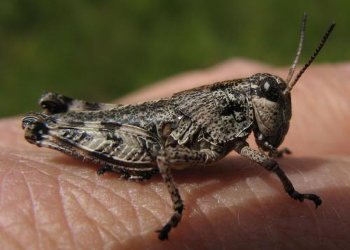 Podisma pedestris