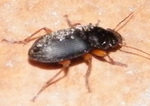 Pseudoophonus rufipes