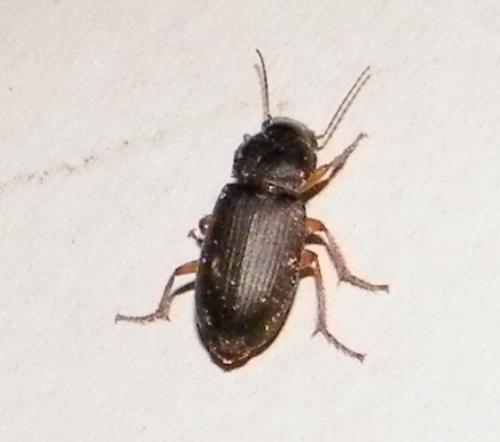 Pseudoophonus rufipes