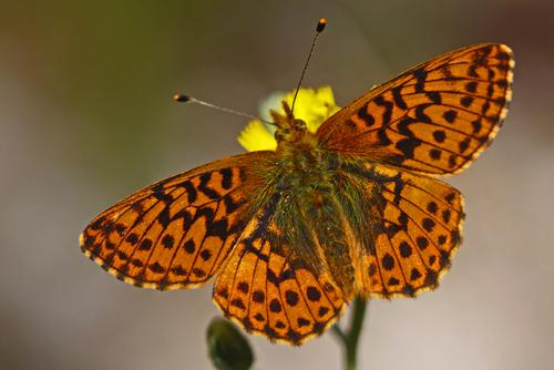 Boloria aquilonaris