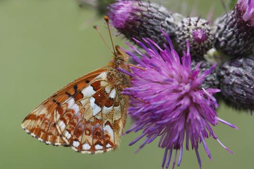 Boloria aquilonaris