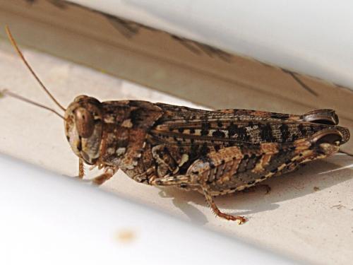Réf. 60 362 : Calliptamus sp.