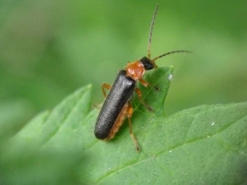 Cantharis nigra