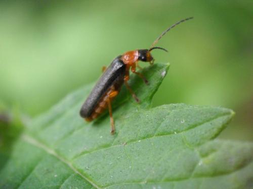 Cantharis nigra