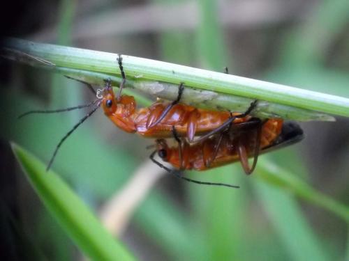 Rhagonycha fulva